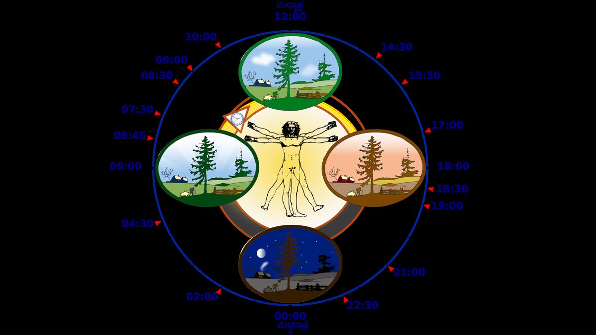 Diagram of the human circadian clock across a 24-hour day — the body-clock biology behind restorative sleep; a Noctanex feature by Panacea Bio Chem and Bogdan Dicoias